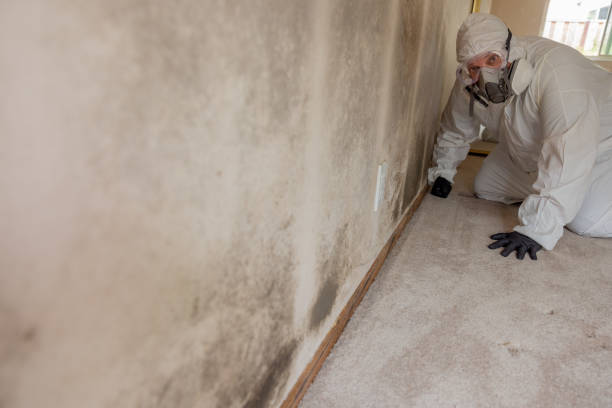 Mold Odor Removal Services in Marinette, WI